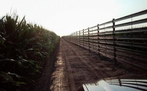 fence-in-corn-field