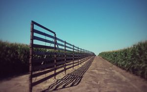 fence-in-field-2